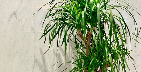 観葉植物