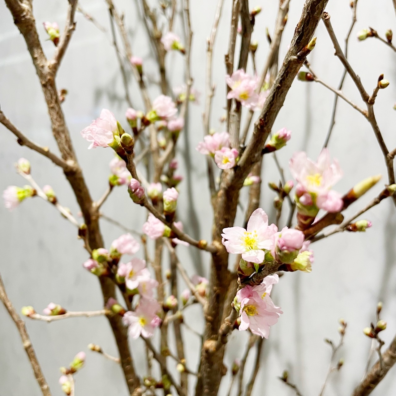 フェニックスオンラインショップ 桜 切り花 5本